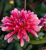 Dahlia Missis Dutch