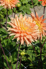 Dahlia Mount Tacoma