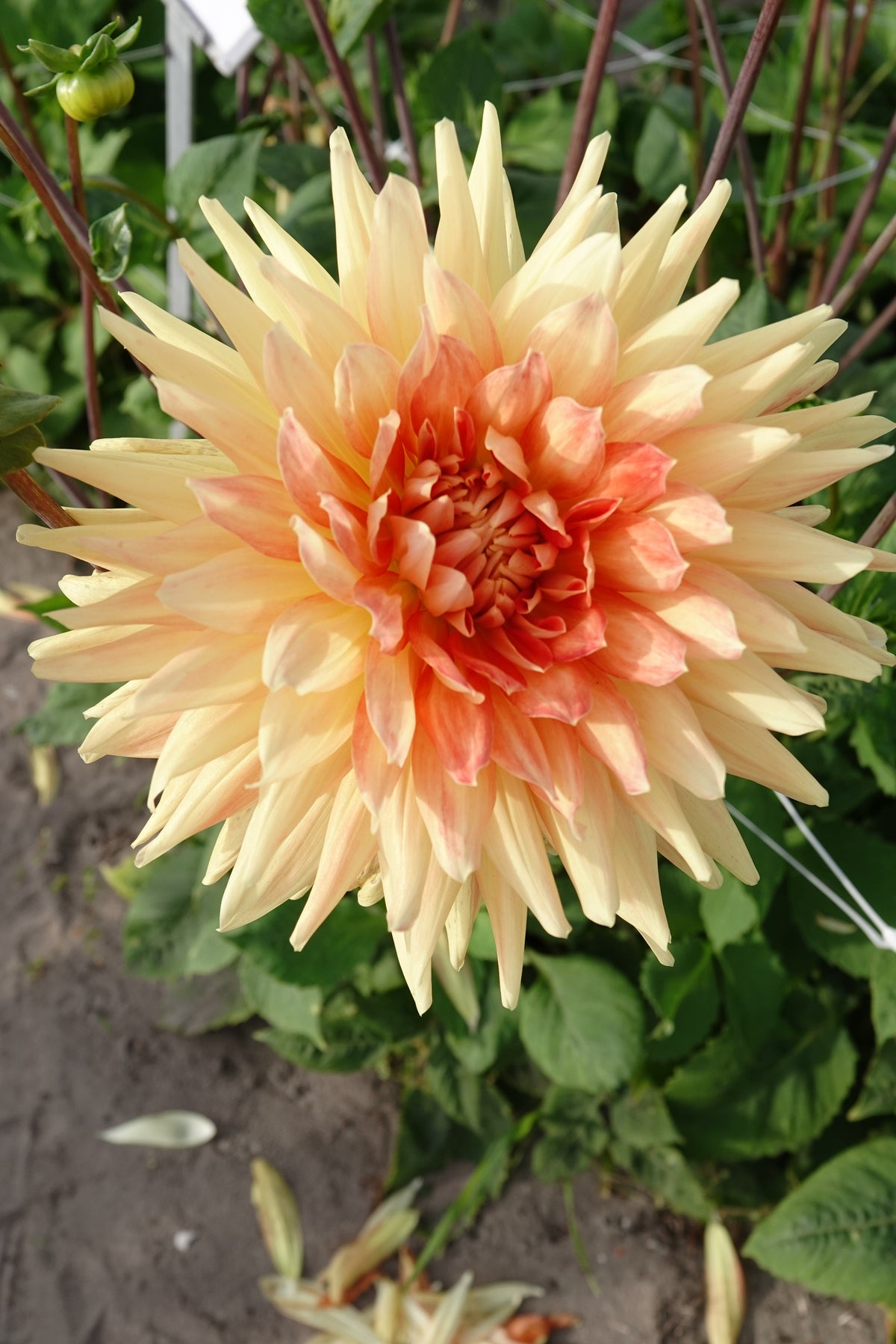 Dahlia Mount Tacoma