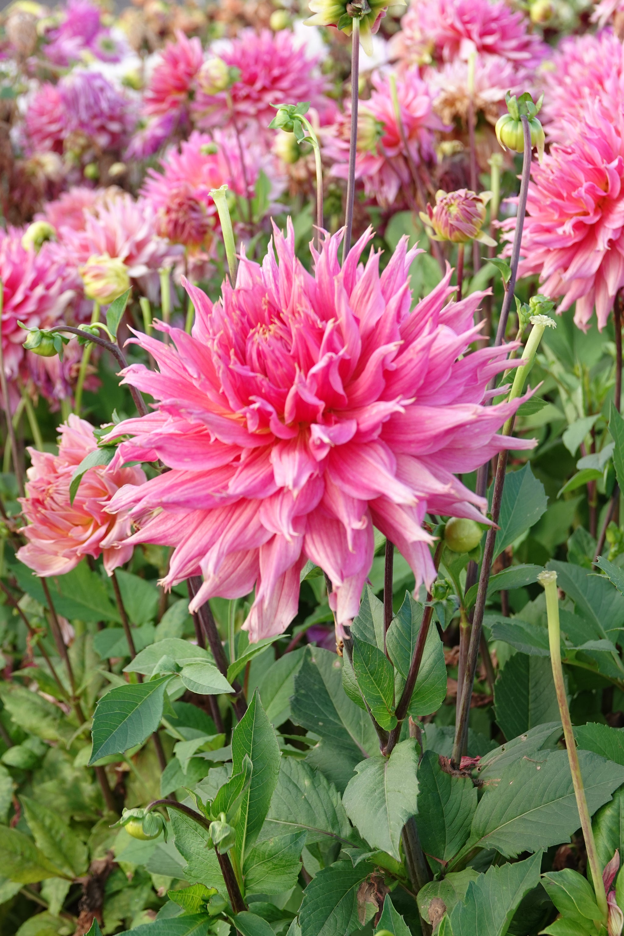 Dahlia Omega