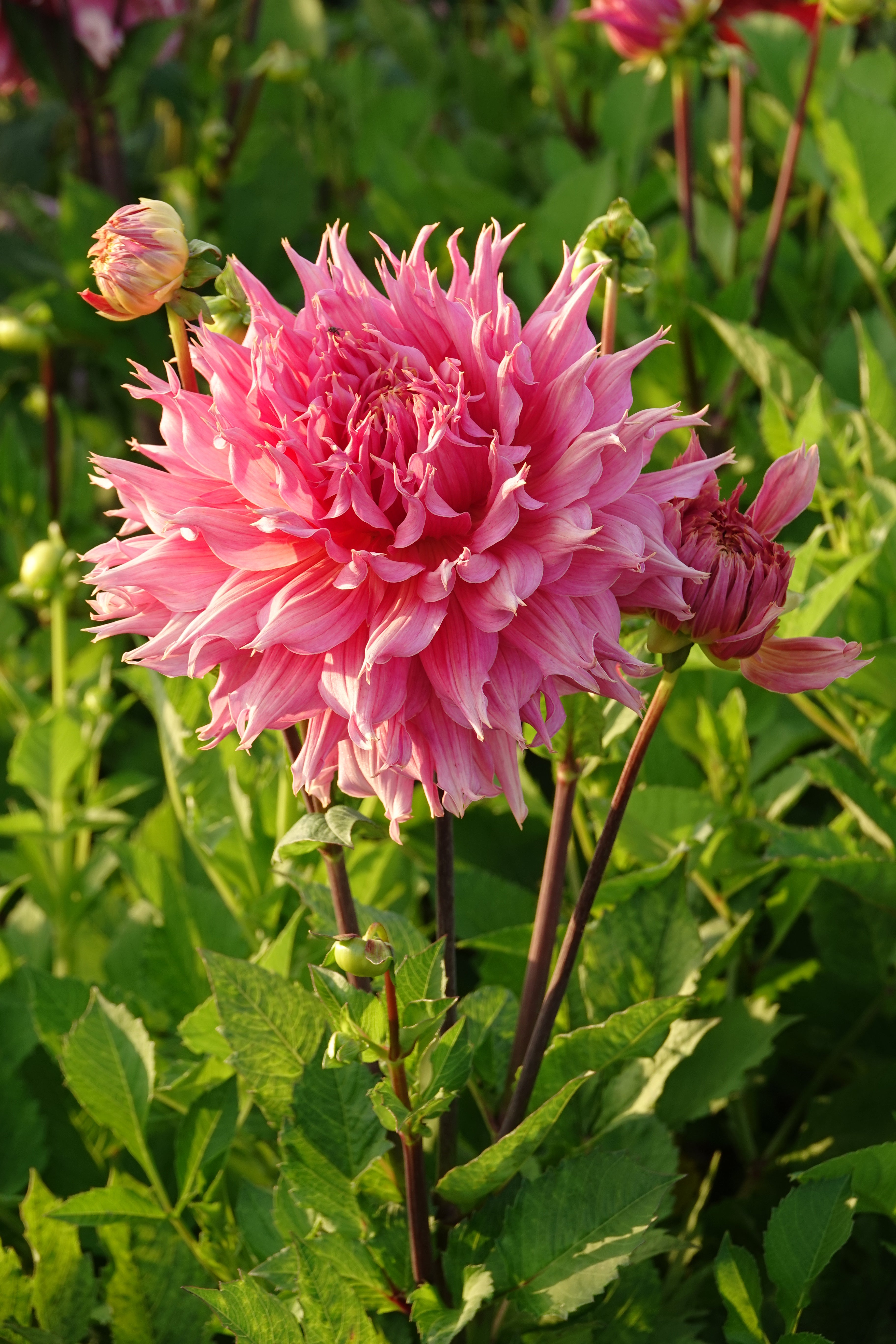 Dahlia Omega