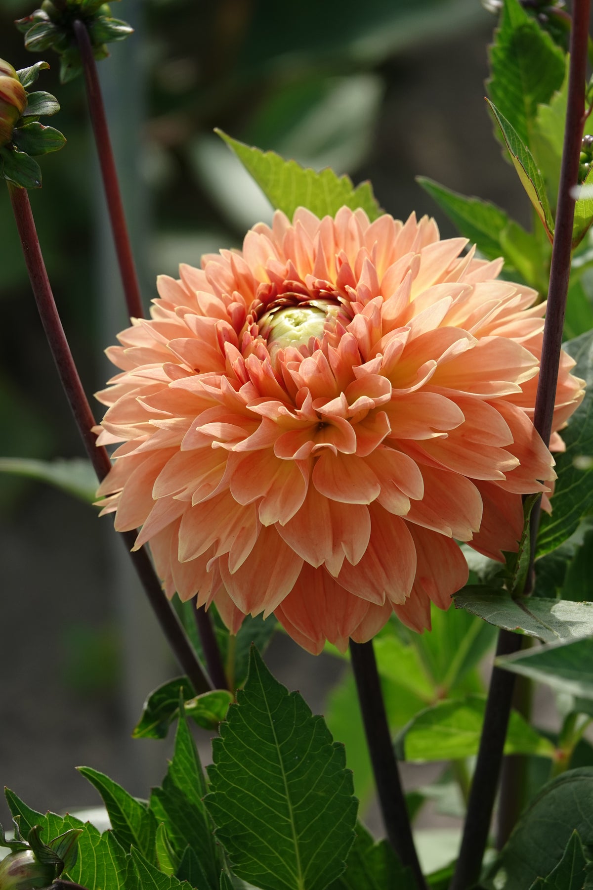 Dahlia Orange Impact