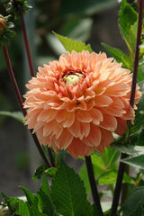 Dahlia Orange Impact