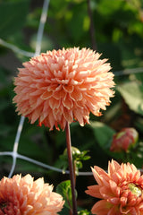 Dahlia Orange Impact