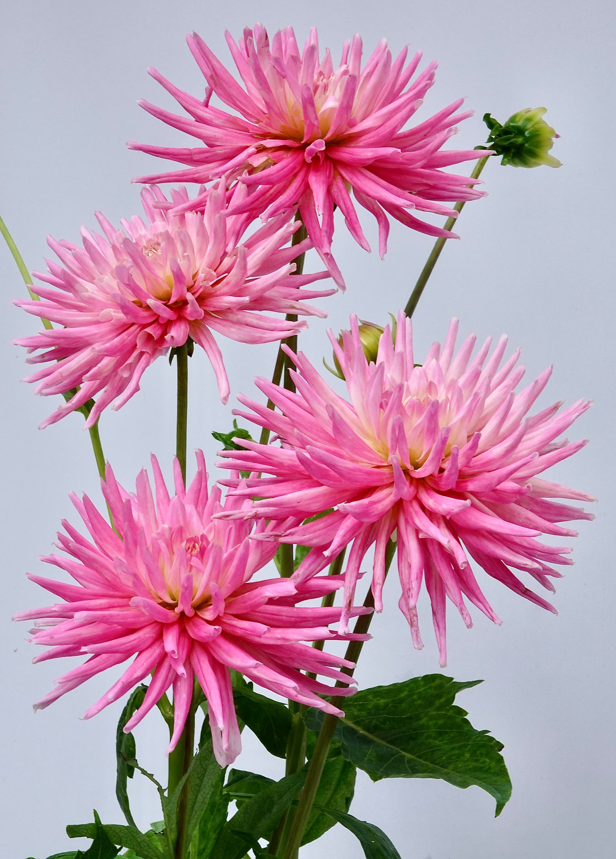 Dahlia Park Princes