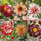 Collectie Petals of Passion