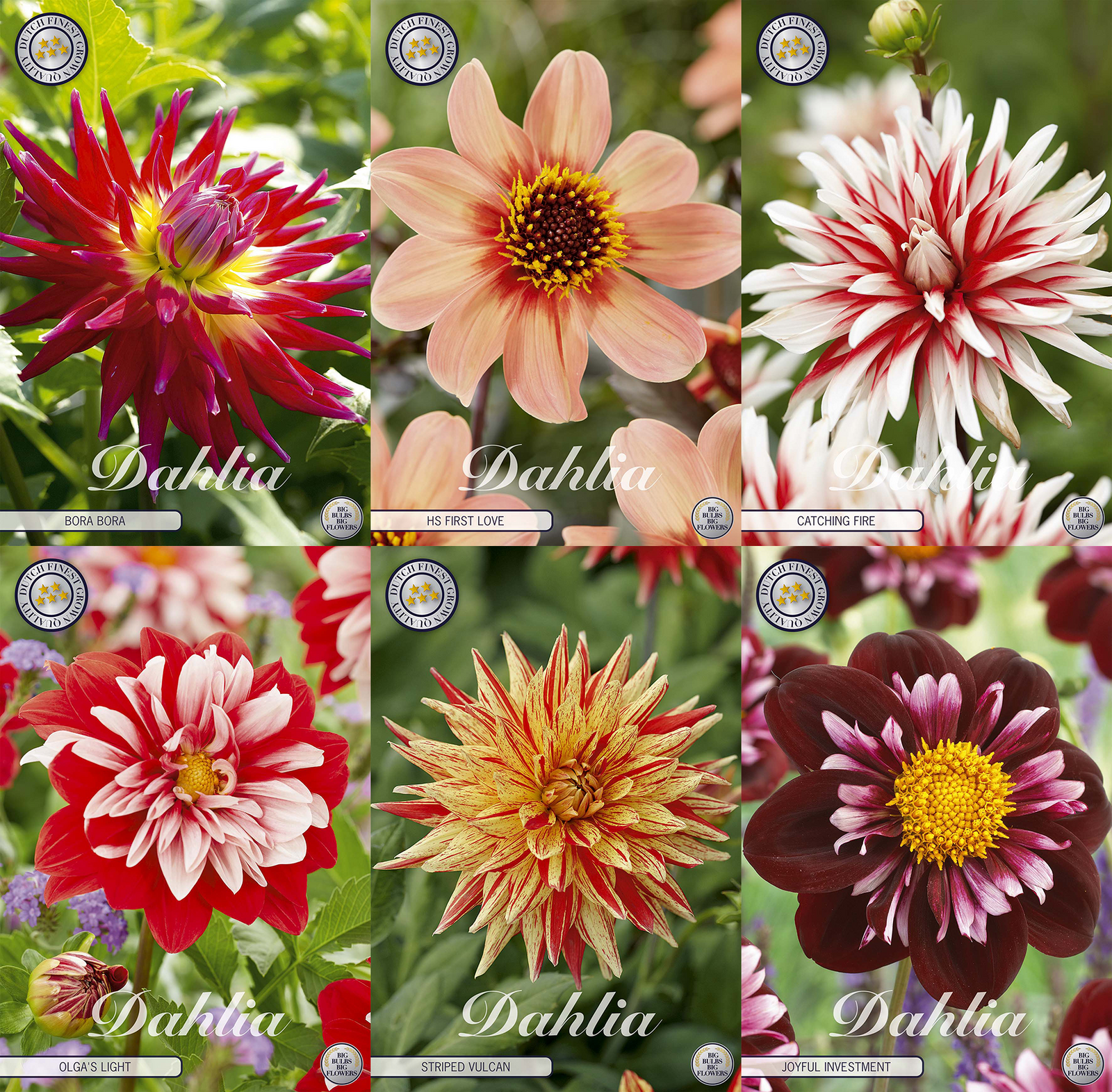 Collectie Petals of Passion