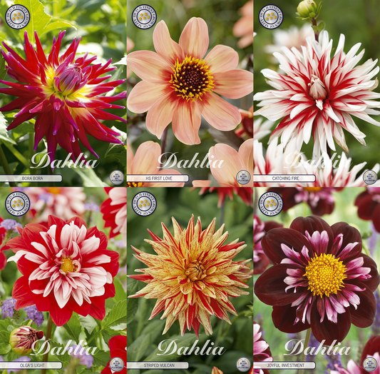 Collectie Petals of Passion