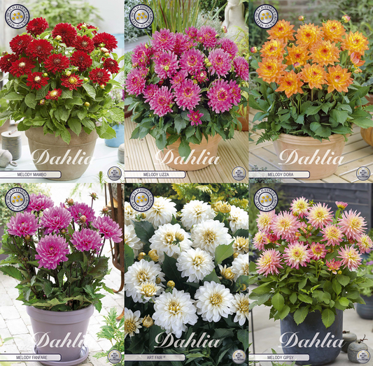 Collectie Pots of Passion