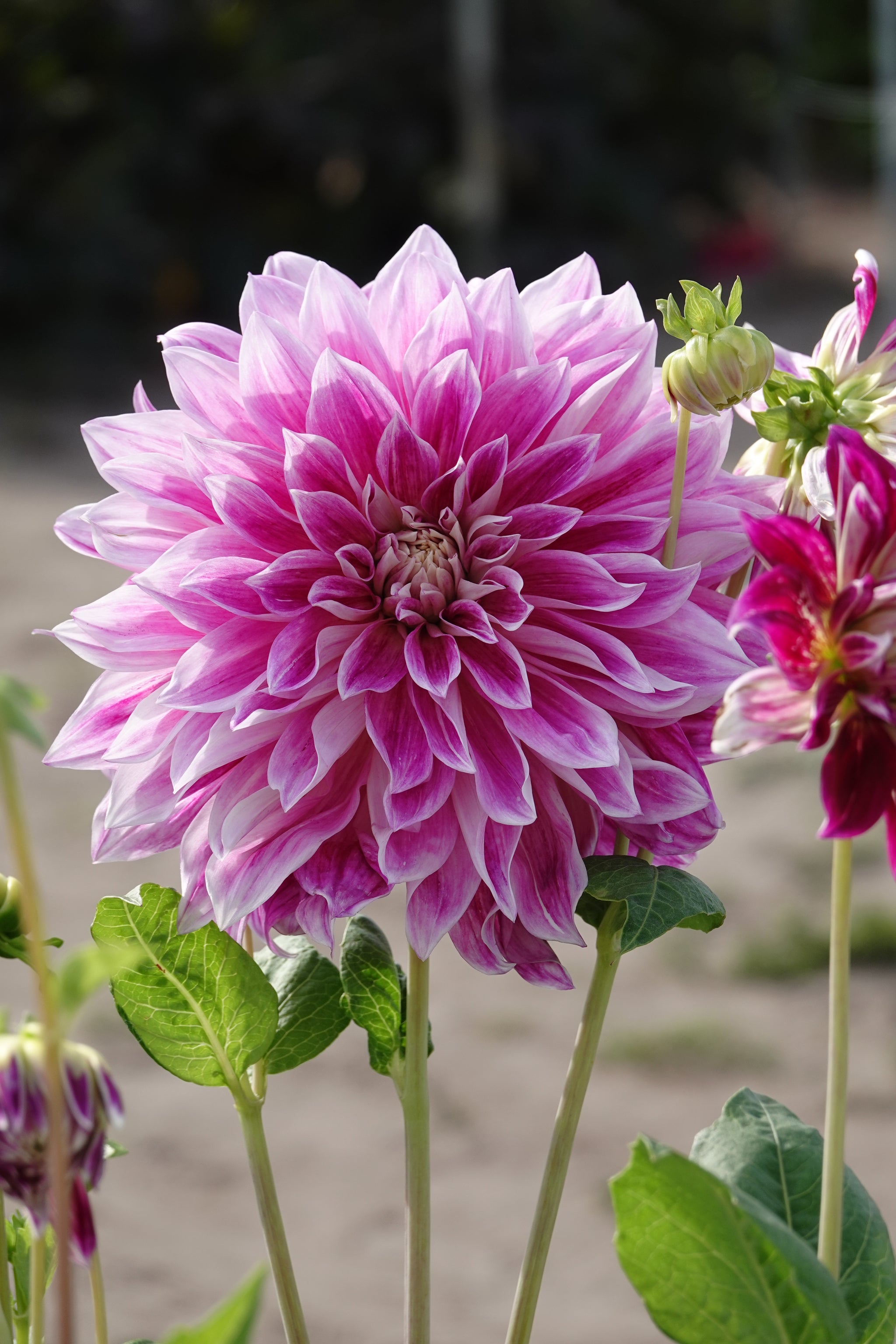 Dahlia Purple Explosion