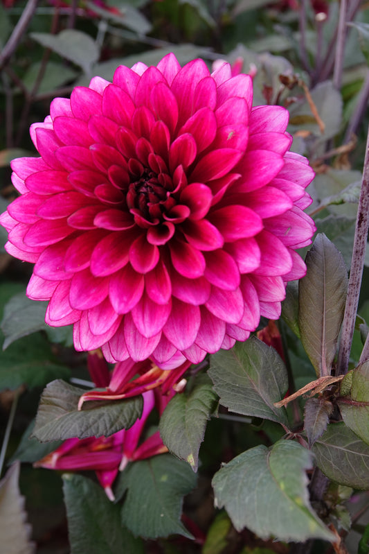 Dahlia Purple Flame