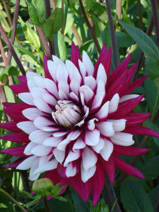 Dahlia Rebeccas World