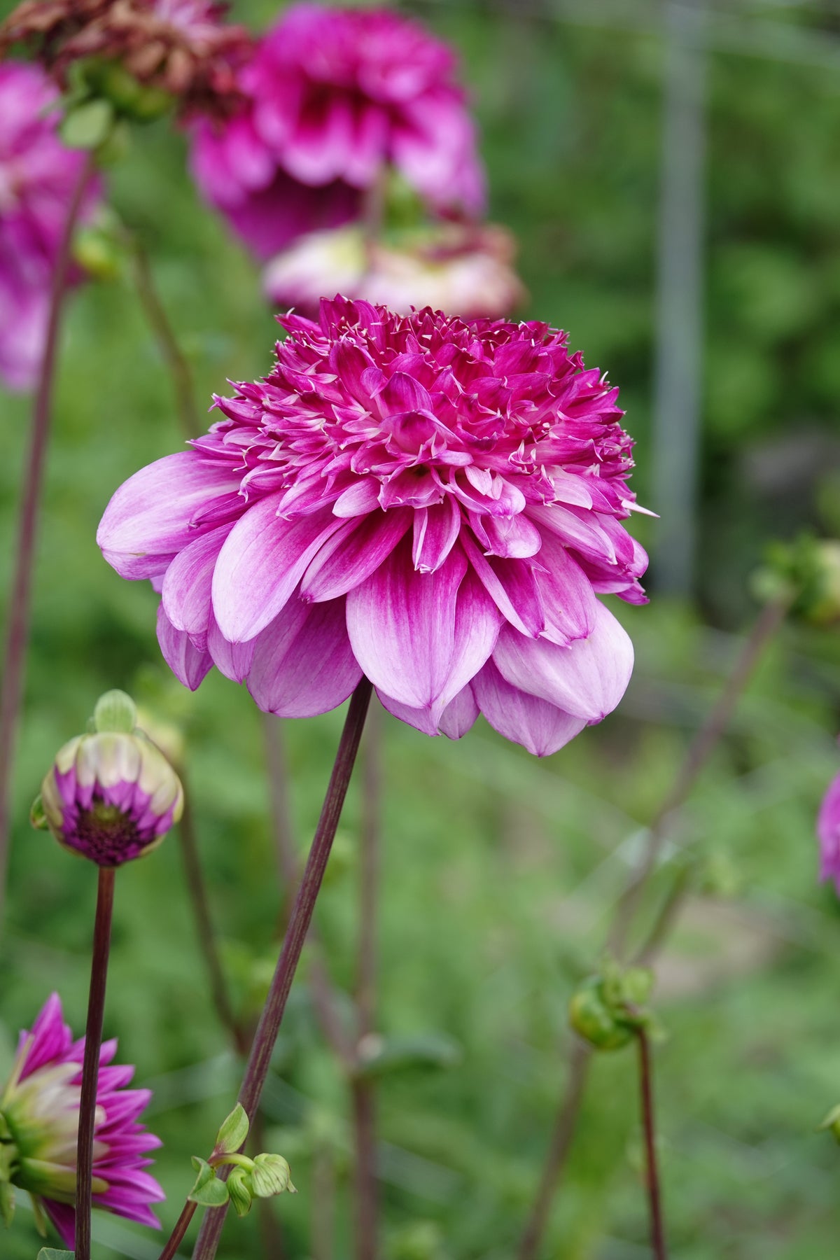 Dahlia Richards Fortune