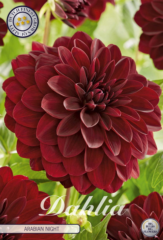 Dahlia Arabian Night