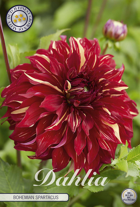 Dahlia Bohemian Spartacus