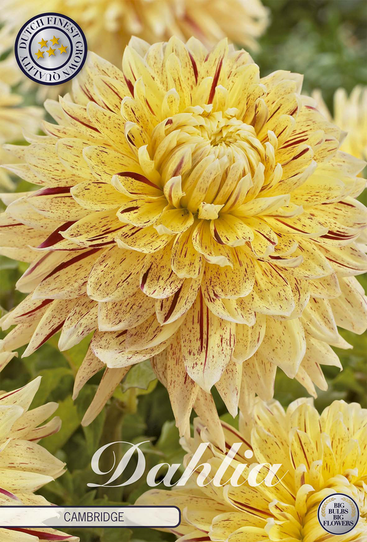 Dahlia Cambridge