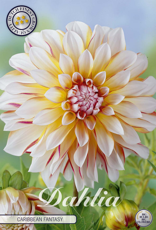 Dahlia Caribbean Fantasy
