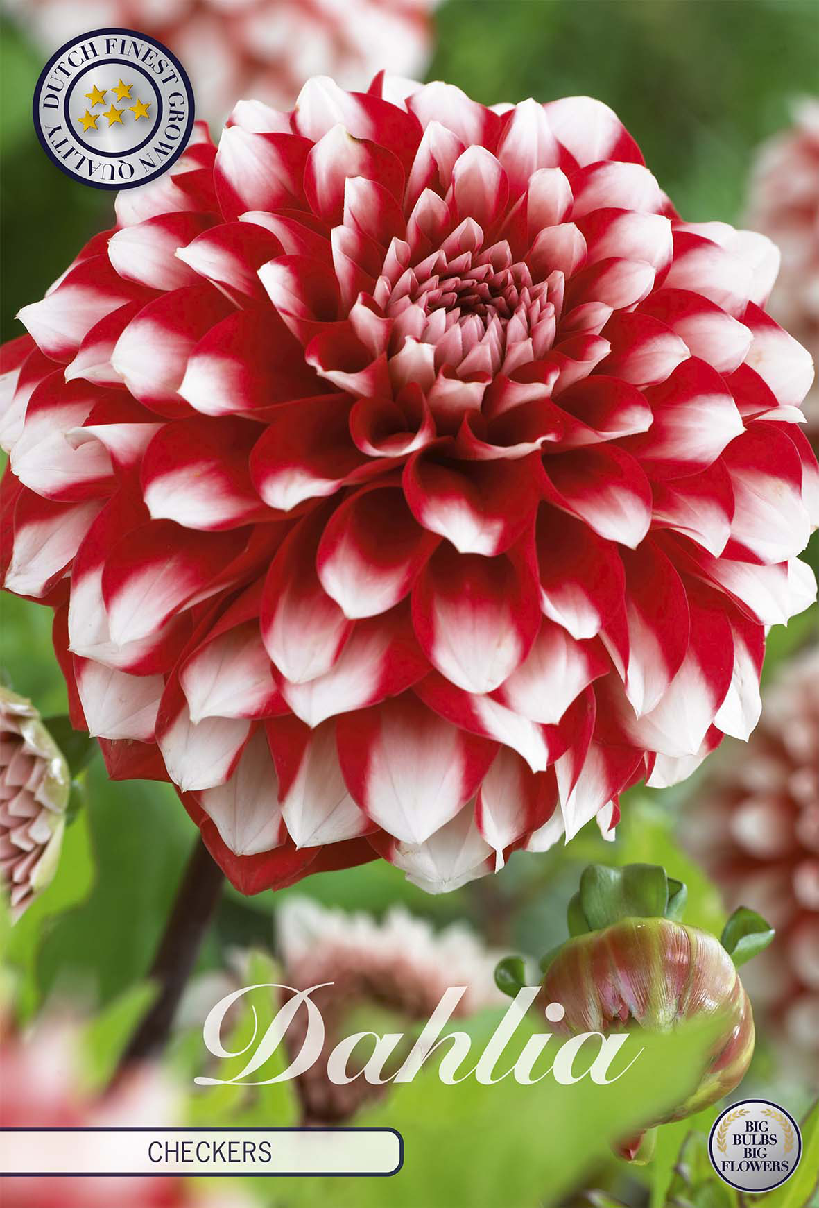 Dahlia Checkers