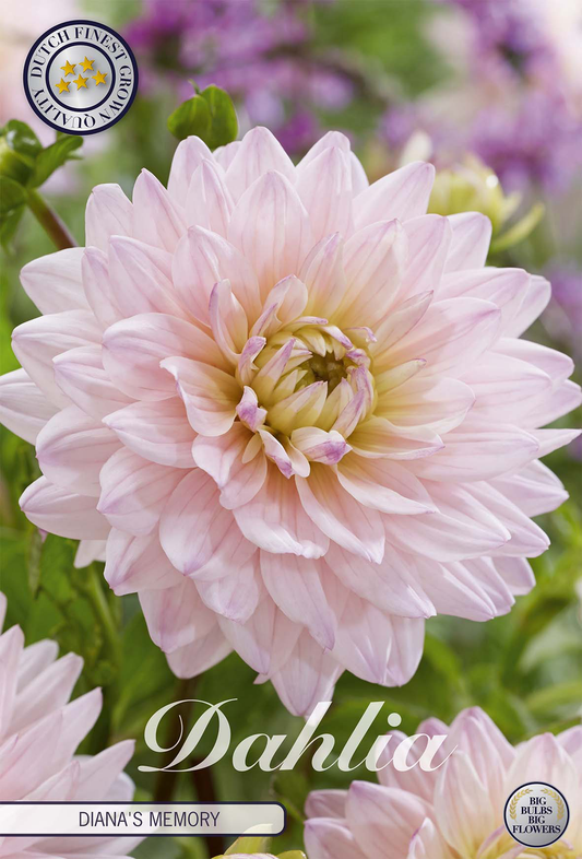 Dahlia Diana's Memory