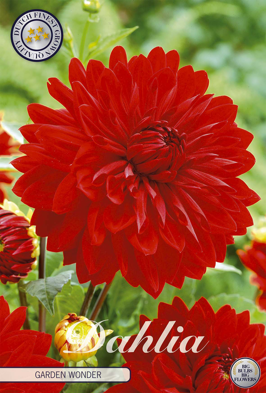 Dahlia Garden Wonder