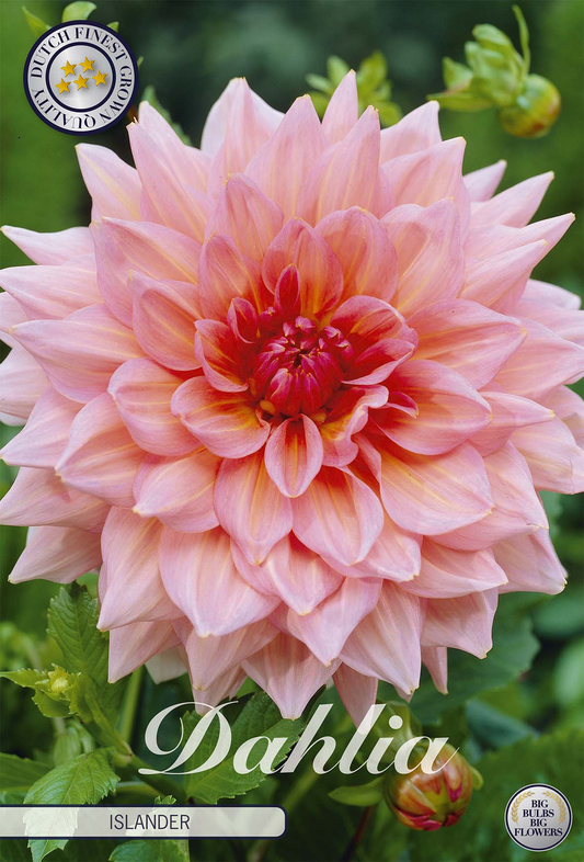 Dahlia Islander