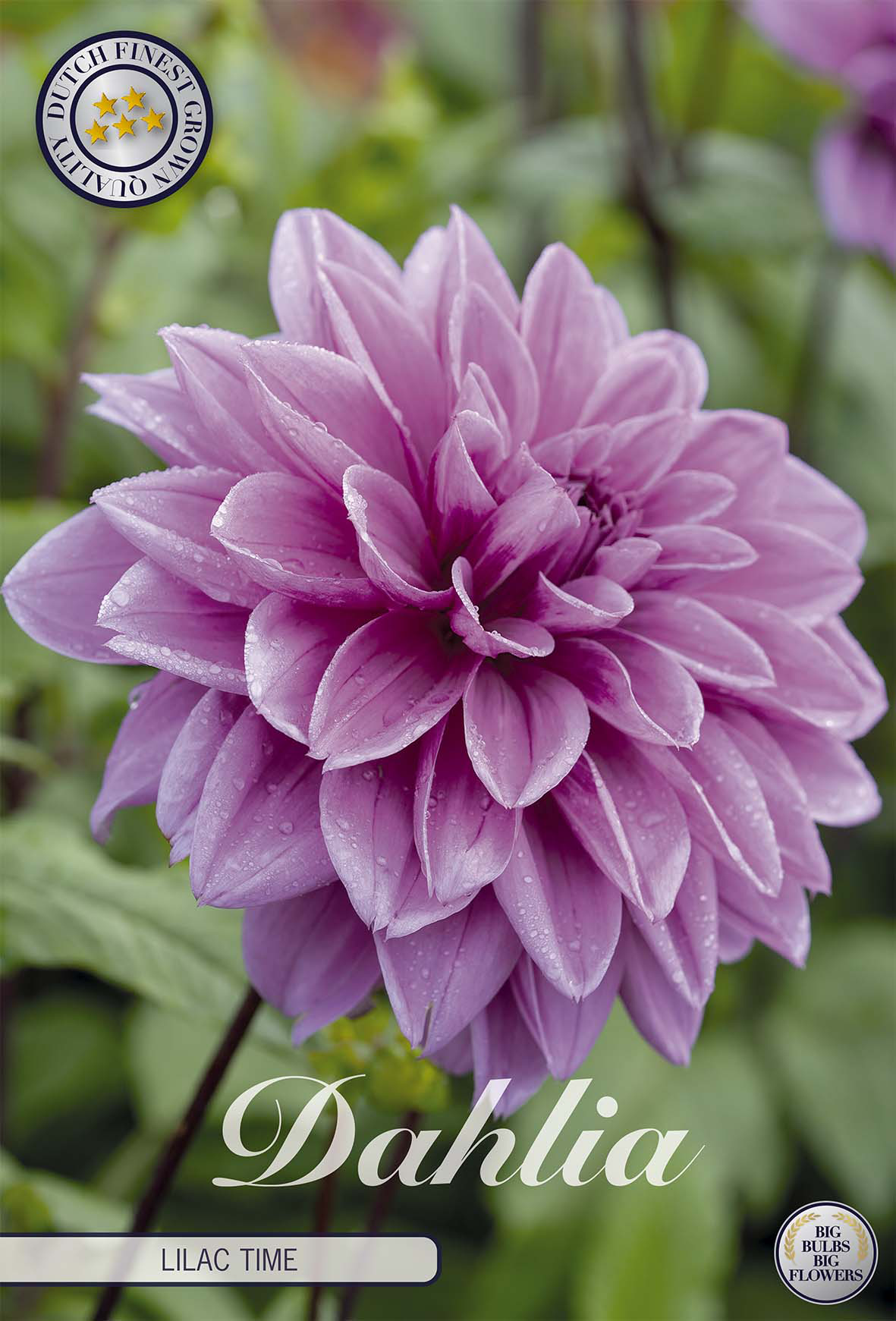 Dahlia Lilac Time