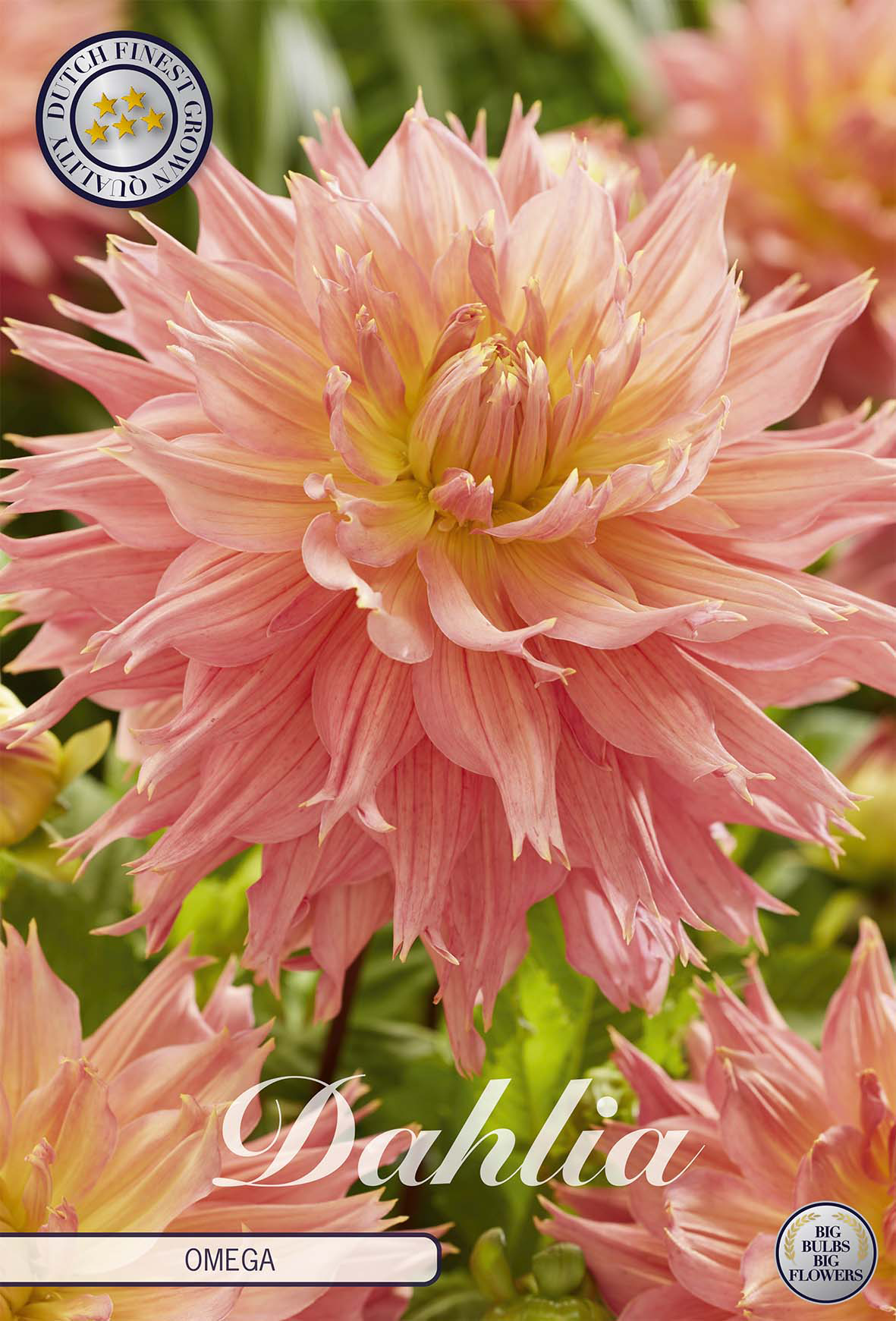 Dahlia Omega