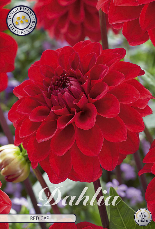 Dahlia Red Cap