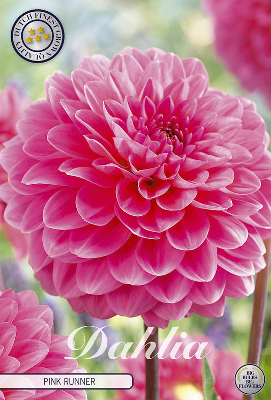 Dahlia Pink Runner