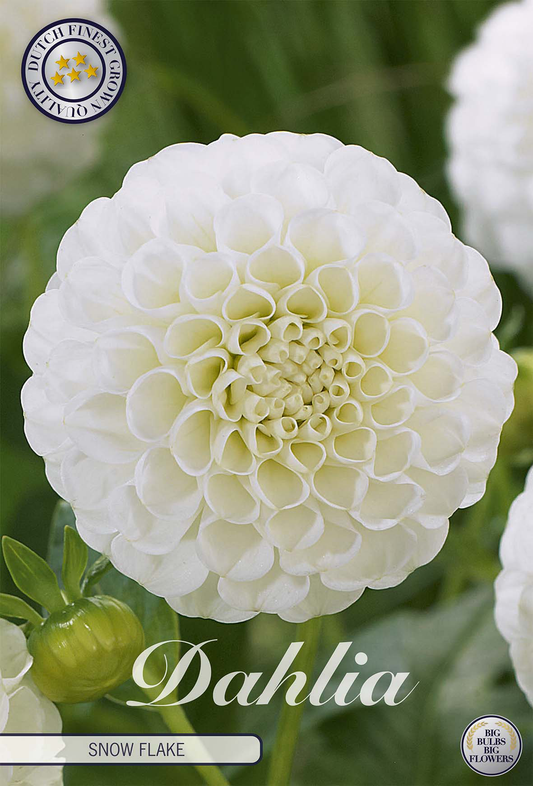 Dahlia Snow Flake