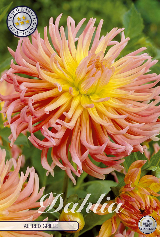 Dahlia Alfred Grille