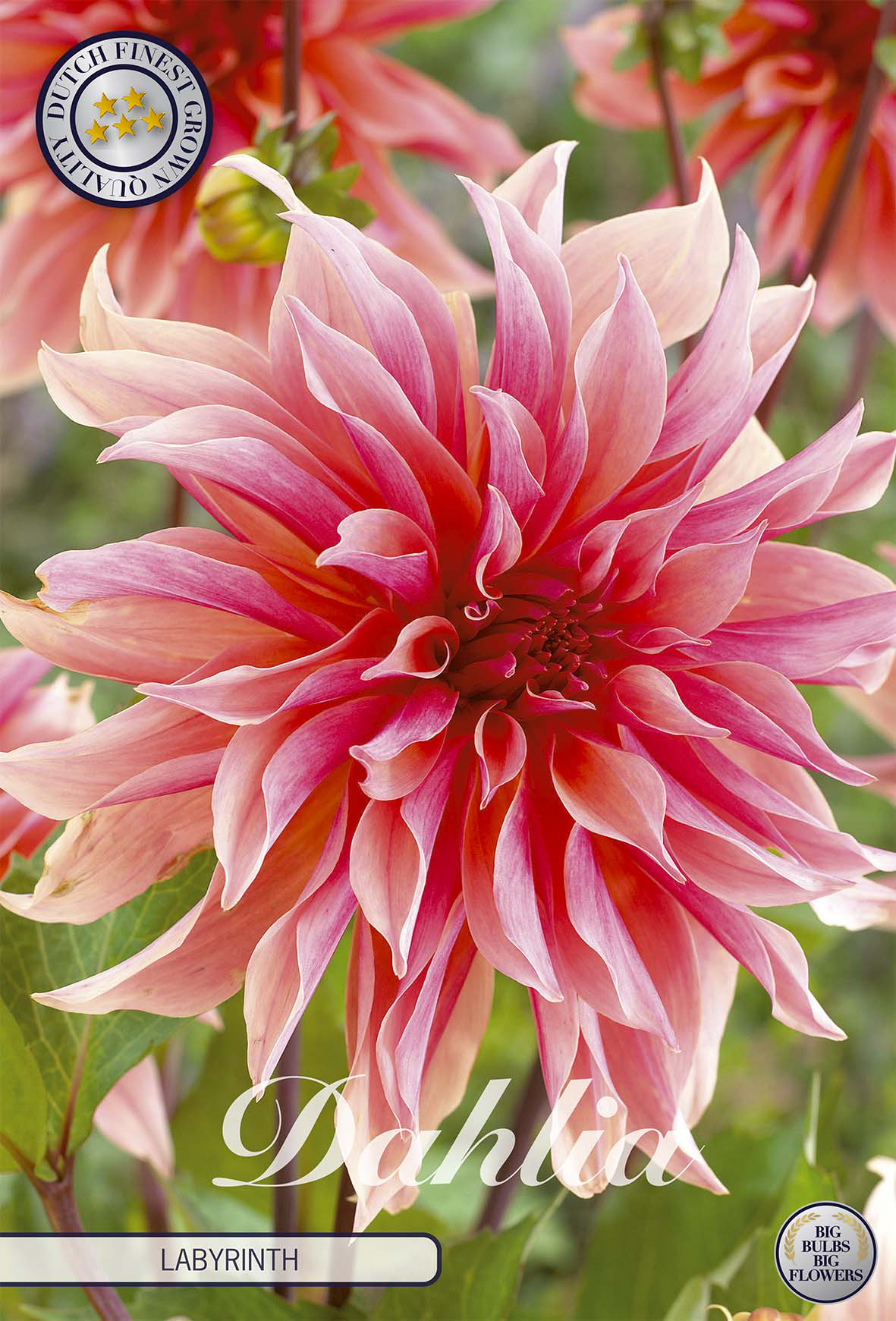 Dahlia Labyrinth