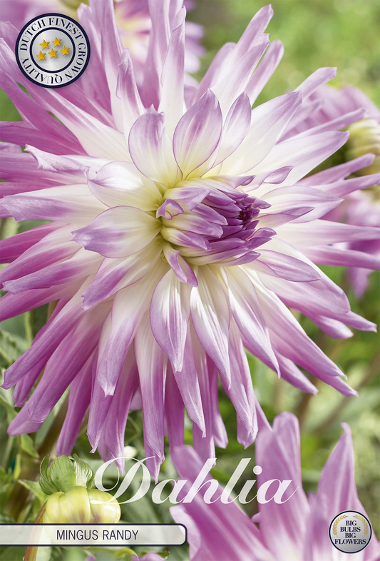 Dahlia Mingus Randy