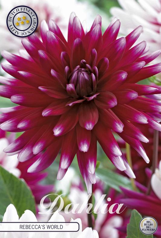 Dahlia Rebeccas World