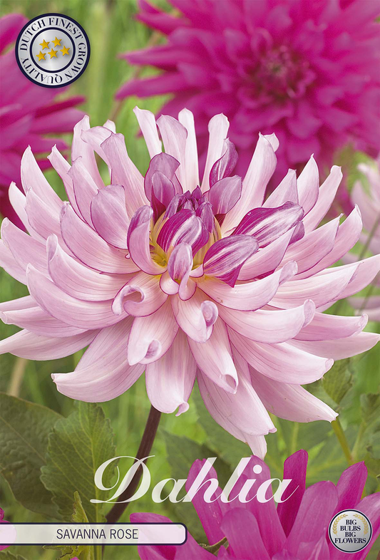 Dahlia Savanna Rose