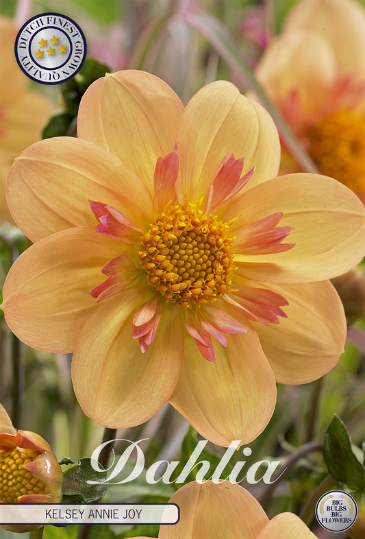 Dahlia Kelsey Annie Joy