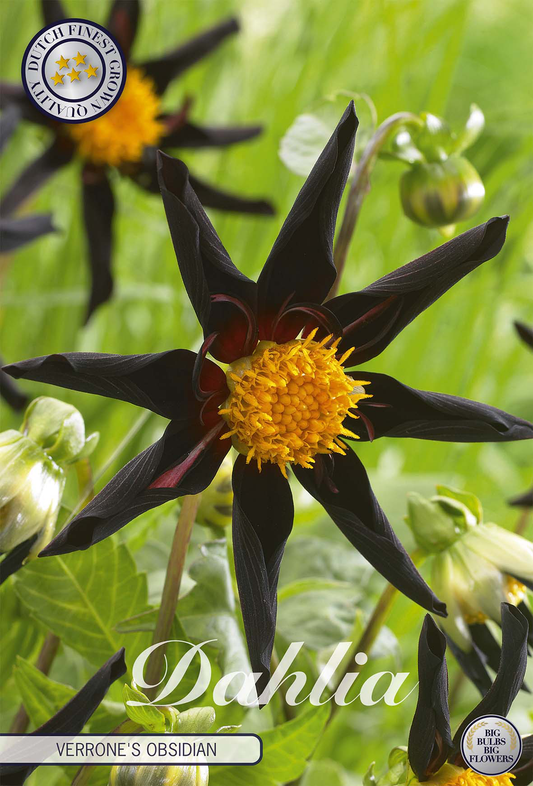 Dahlia Verrones Obsidian