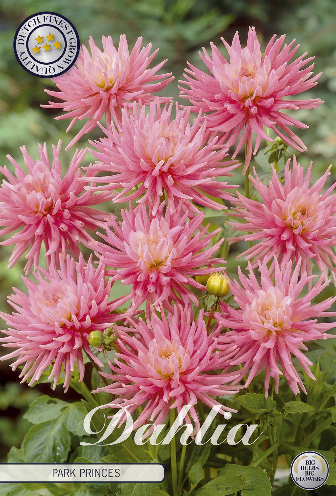 Dahlia Park Princes