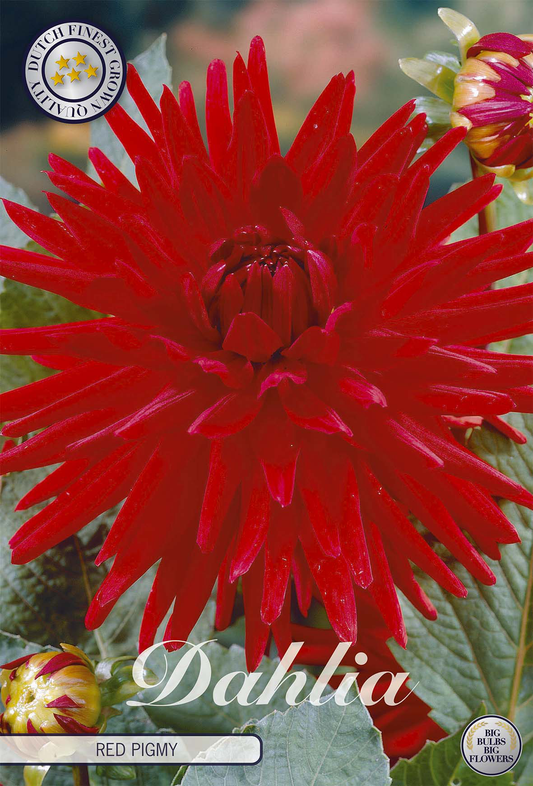 Dahlia Red Pigmy