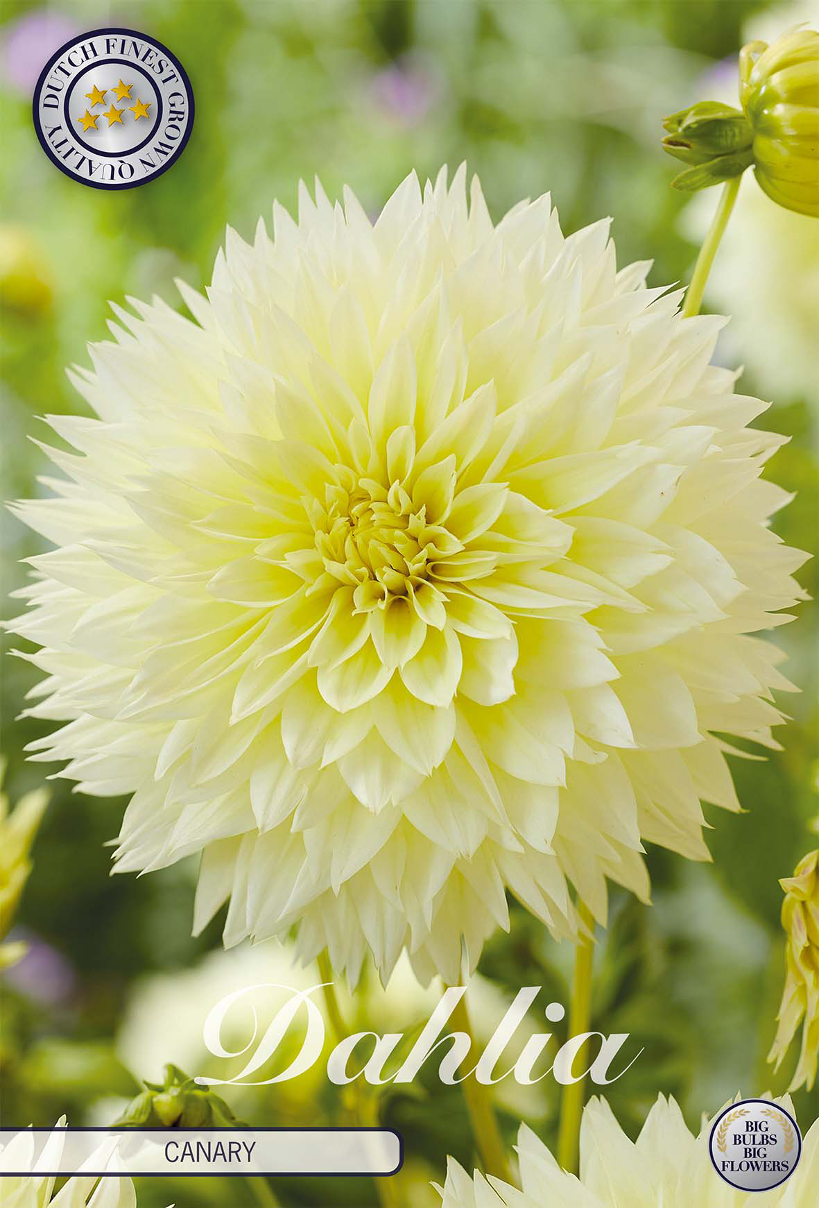Dahlia Canary