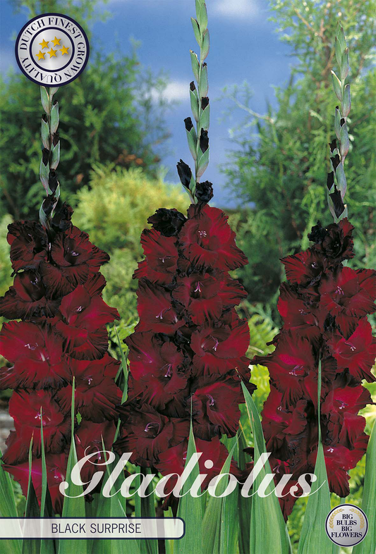 Gladiolus Black Surprice