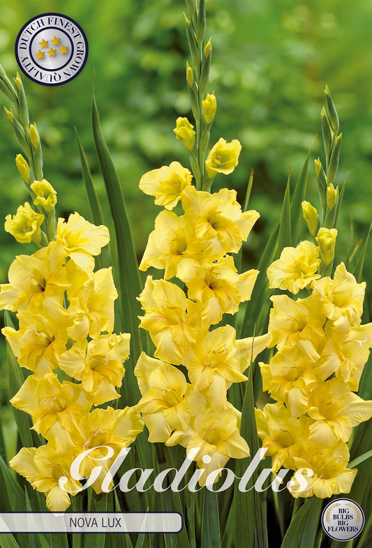 Gladiolus Nova Lux