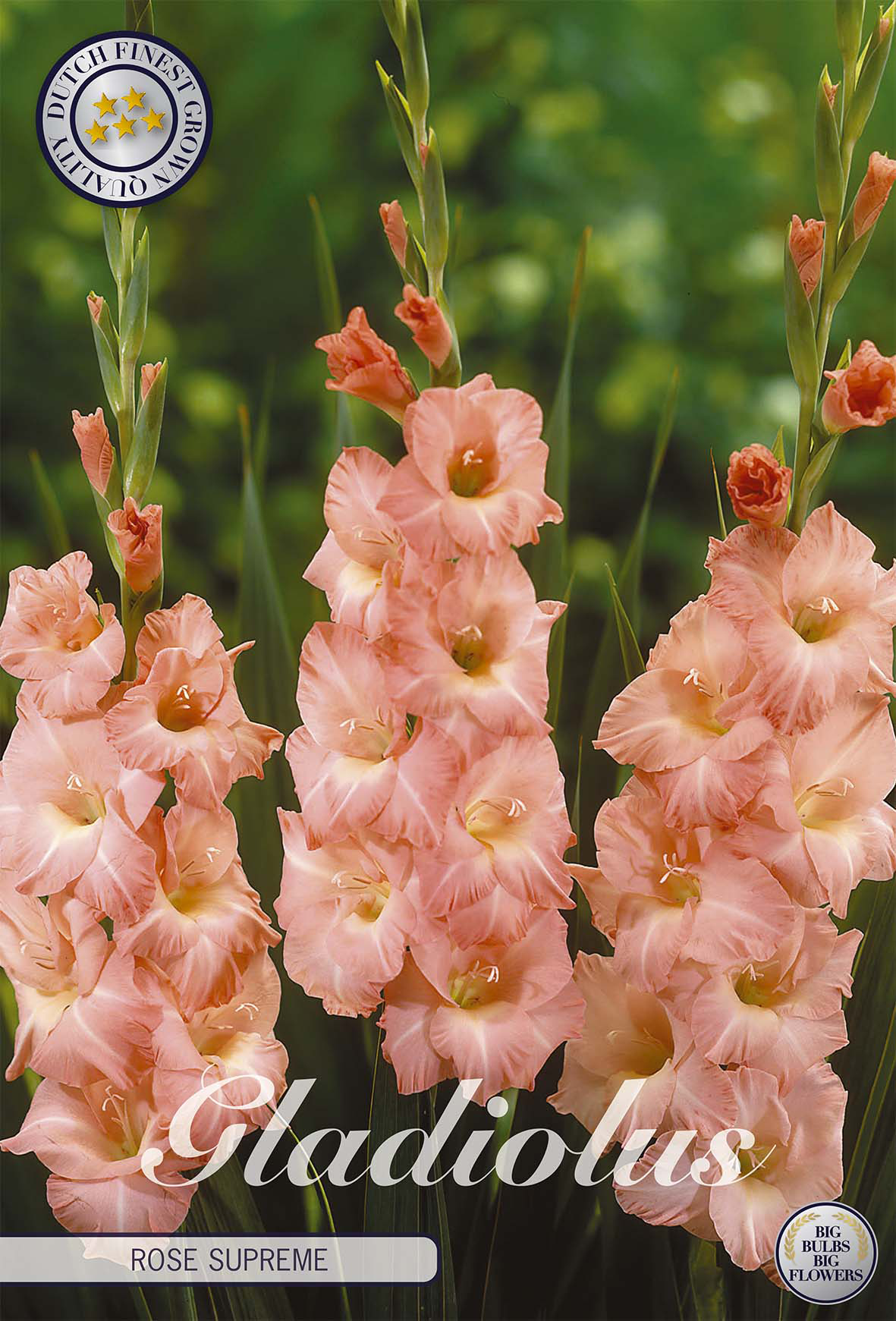 Gladiolus Rose Supreme