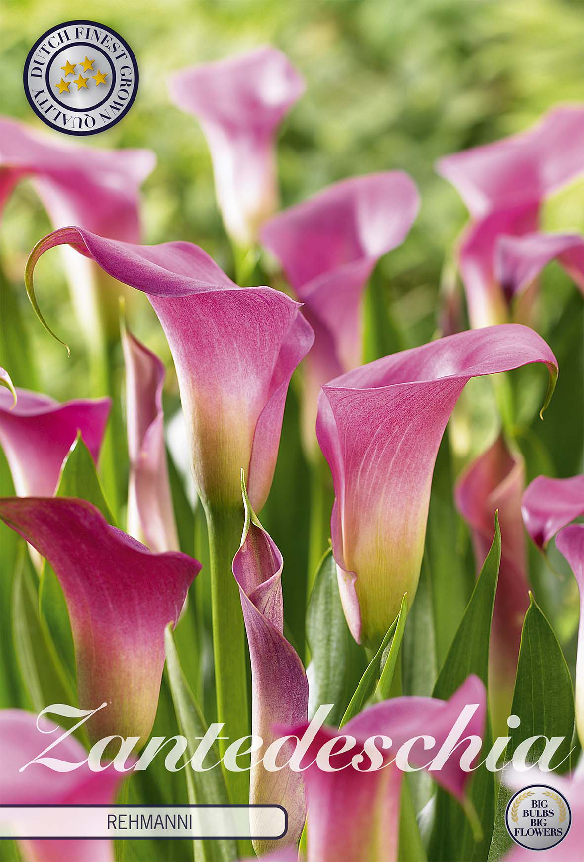 Zantedeschia Rehmanii