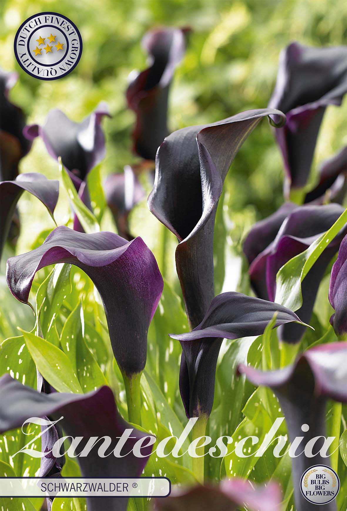 Zantedeschia Schwarzwalder