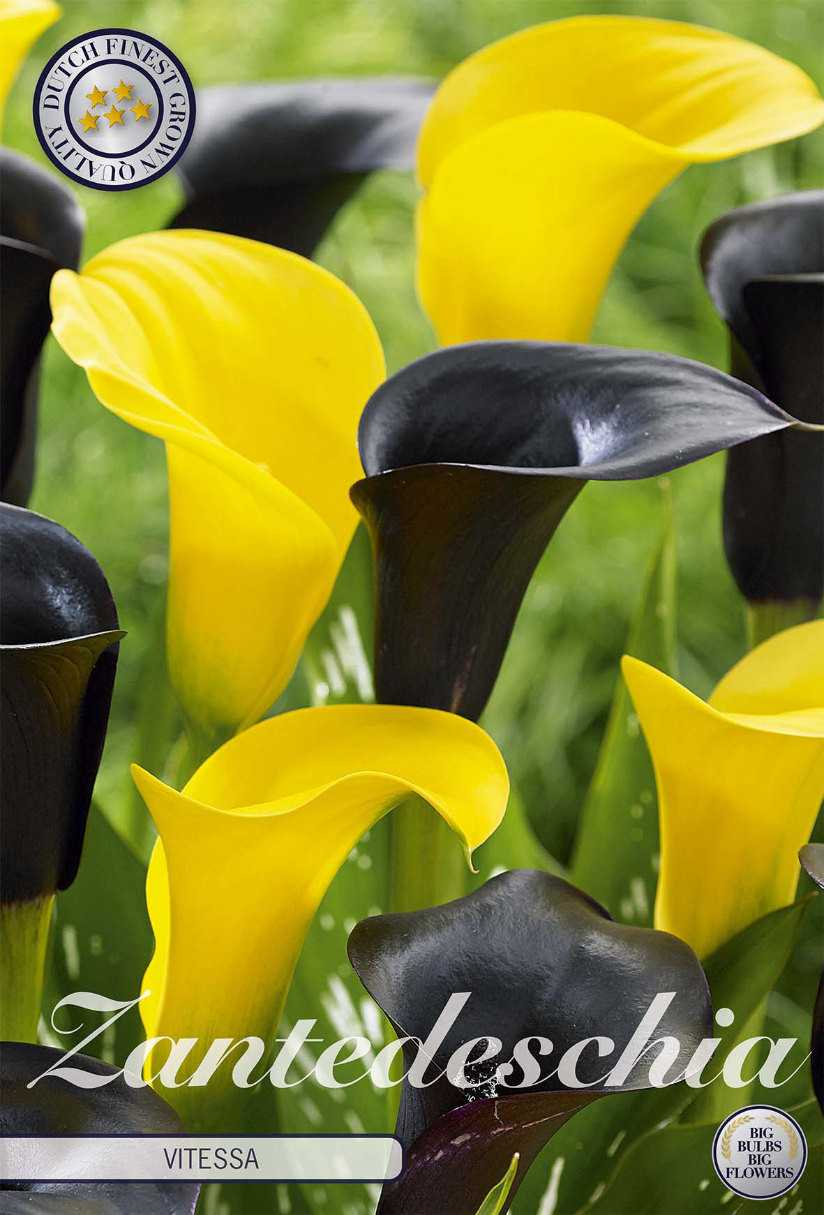 Zantedeschia Vitessa Yellow Black