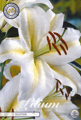 Lilium Toewijding