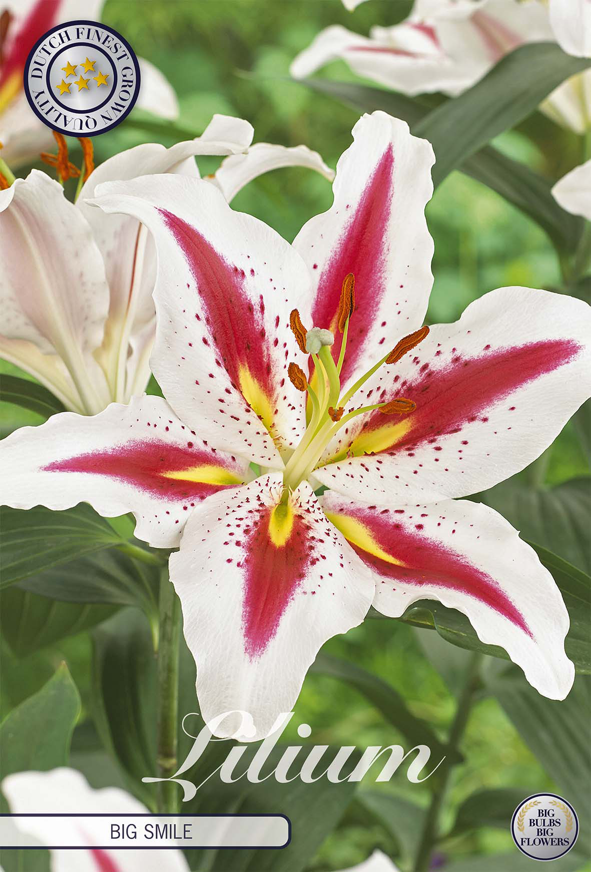 Lilium Big Smile