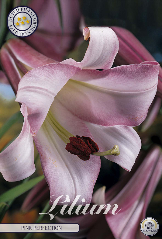 Lilium Pink Perfection