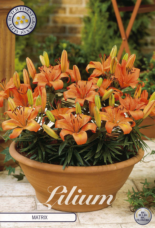 Lilium Matrix